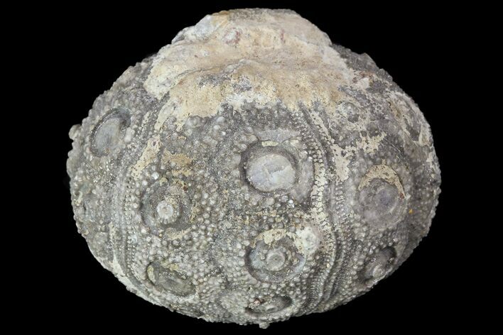 Detailed Nenoticidaris Fossil Urchin - Morocco #76379